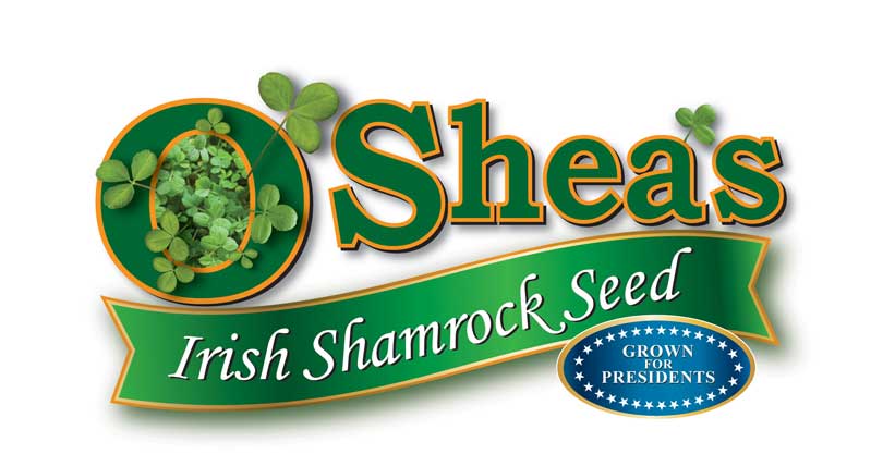 Living Shamrock