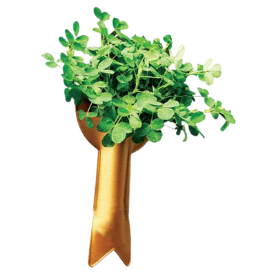 Purchase Your Shamrock