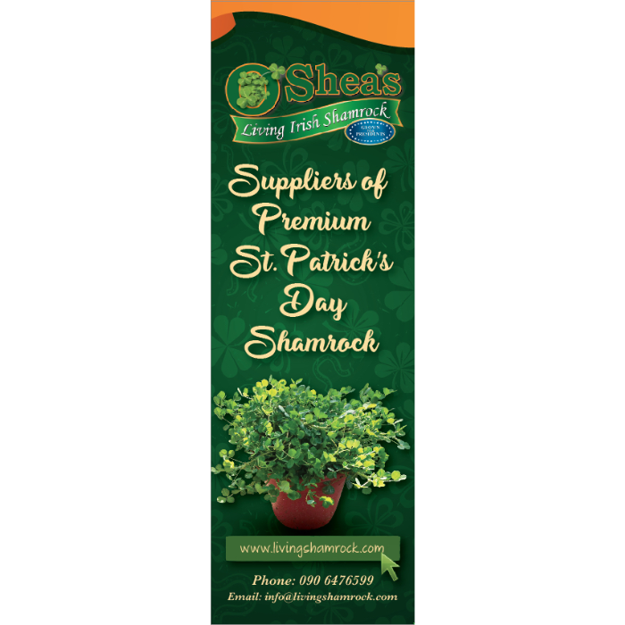 Fresh Irish Shamrock x 50