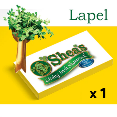 Fresh Irish Shamrock x 1